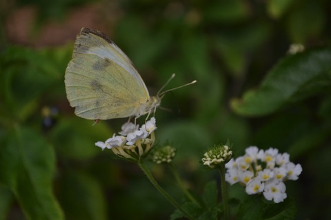 White butterfly